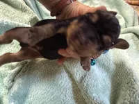 Blue, a male Basset Hound for sale in Blackshear, GA – 4 of 5