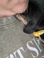 Yellow, a female Basset Hound for sale in Blackshear, GA – Photo 2 of 4