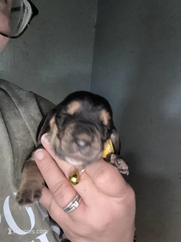 Yellow – Basset Hound puppy for sale in Blackshear, GA