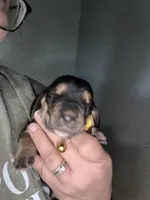 Yellow, a female Basset Hound for sale in Blackshear, GA – Photo 1 of 4