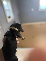 Yellow, a female Basset Hound for sale in Blackshear, GA – Photo 3 of 4