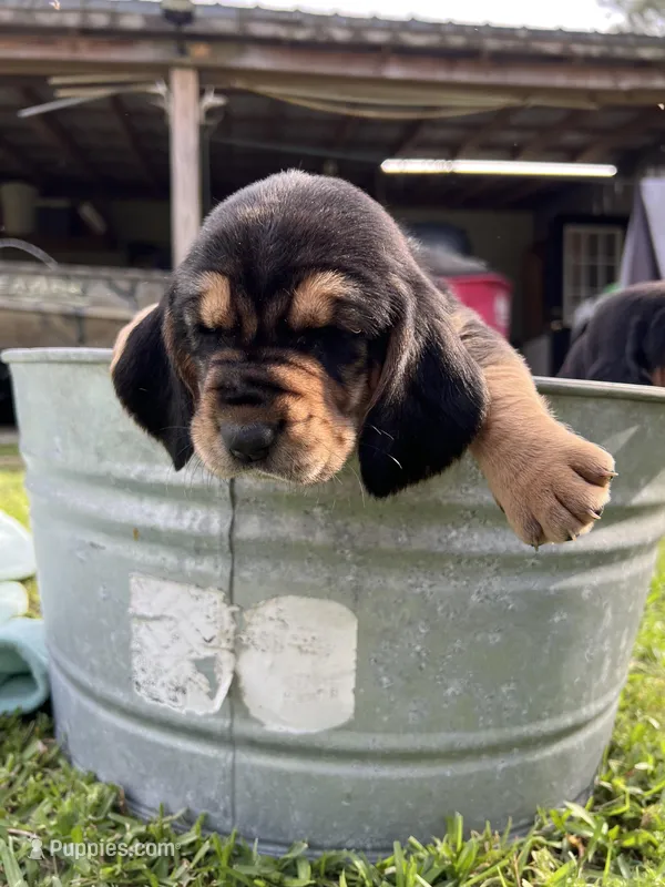 Yellow – Basset Hound puppy for sale in Blackshear, GA