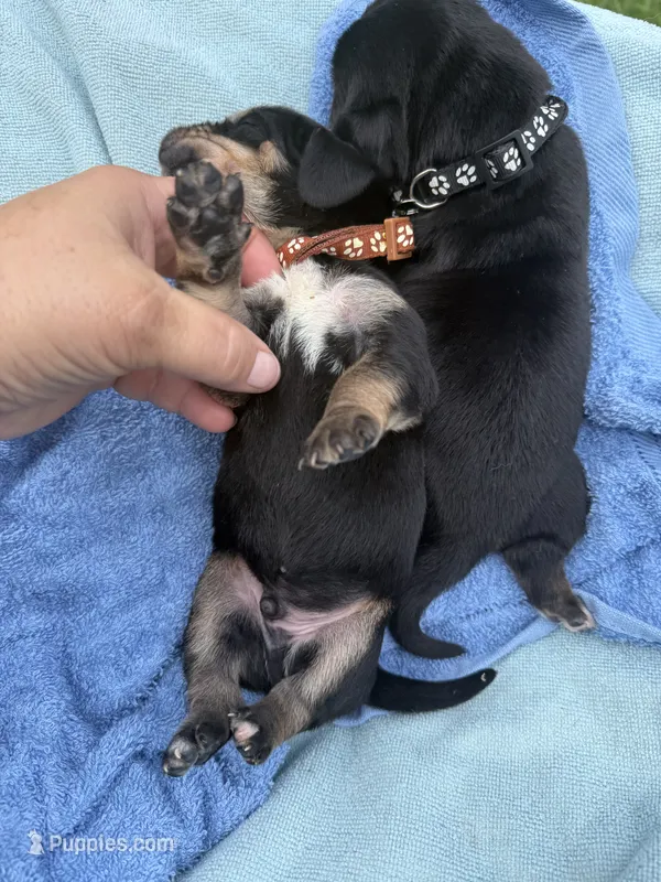 Brown – Basset Hound puppy for sale in Blackshear, GA
