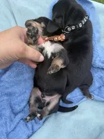 Brown, a male Basset Hound for sale in Blackshear, GA – 1 of 6