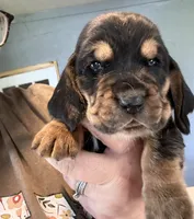 Green, a male Basset Hound for sale in Blackshear, GA – 2 of 10