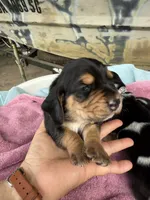 Tan girl, a female Basset Hound for sale in Blackshear, GA – 1 of 7