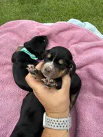 Purple dolly, a female Basset Hound for sale in Blackshear, GA – 3 of 7