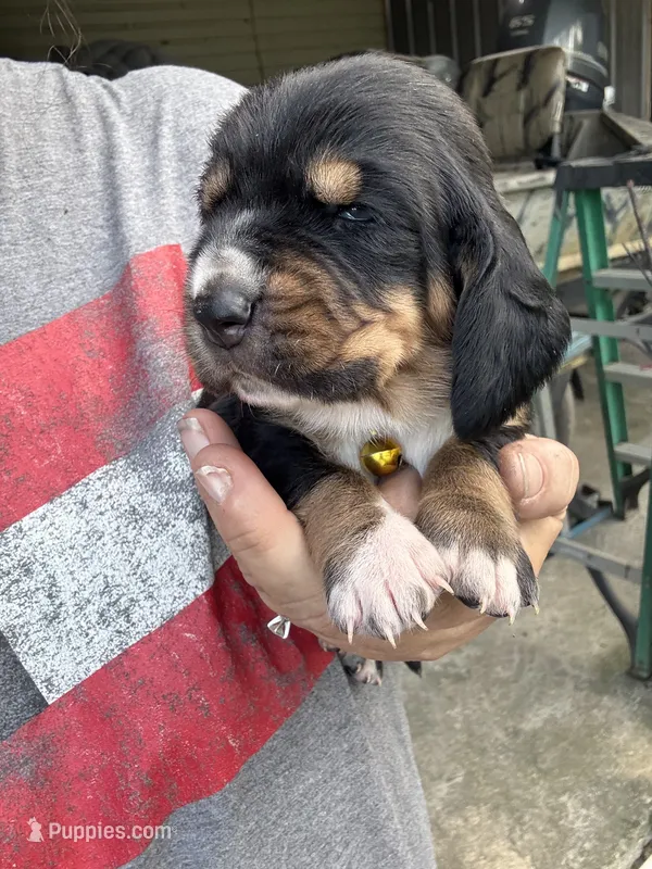 Yellow – Basset Hound puppy for sale in Blackshear, GA