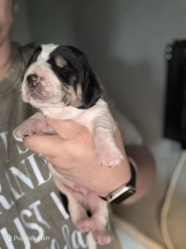 Tri – Basset Hound puppy for sale in Blackshear, GA