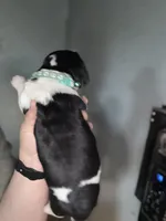 Tri, a male Basset Hound for sale in Blackshear, GA – Photo 2 of 4