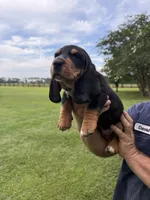 Black male dolly, a male Basset Hound for sale in Blackshear, GA – 2 of 6