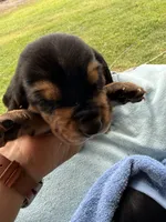 Light blue boy, a male Basset Hound for sale in Blackshear, GA – 3 of 3