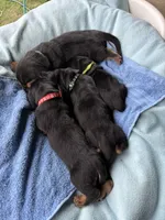 Dark Green Boy, a male Basset Hound for sale in Blackshear, GA – 5 of 7