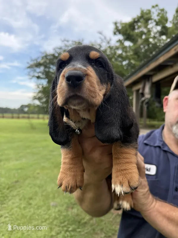 Black male dolly – Basset Hound puppy for sale in Blackshear, GA