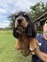 Black male dolly, a male Basset Hound for sale in Blackshear, GA – 1 of 6