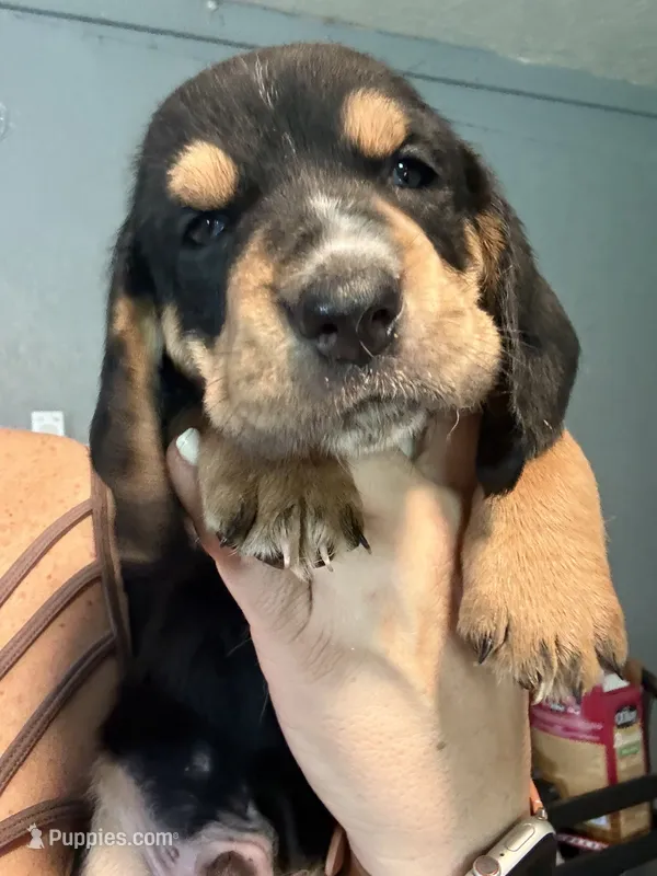 Green male dolly – Basset Hound puppy for sale in Blackshear, GA