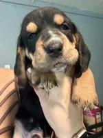 Green male dolly, a male Basset Hound for sale in Blackshear, GA – 1 of 6