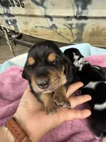 Tan girl, a female Basset Hound for sale in Blackshear, GA – 2 of 7