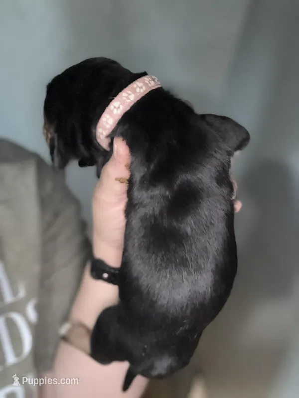 Pink – Basset Hound puppy for sale in Blackshear, GA