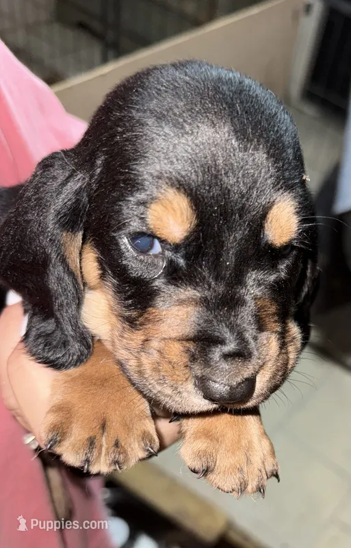 blue boy dolly – Basset Hound puppy for sale in Blackshear, GA
