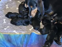 Brown, a male Basset Hound for sale in Blackshear, GA – 4 of 6