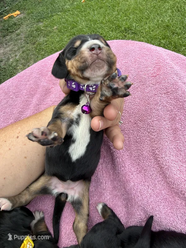 Purple dolly – Basset Hound puppy for sale in Blackshear, GA