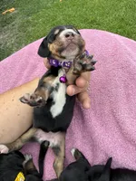 Purple dolly, a female Basset Hound for sale in Blackshear, GA – 1 of 7