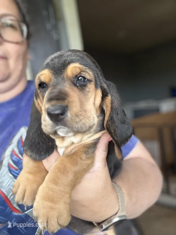 Grey – Basset Hound puppy for sale in Blackshear, GA
