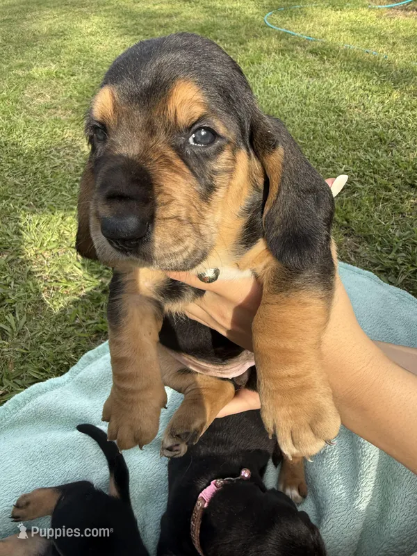 Grey – Basset Hound puppy for sale in Blackshear, GA
