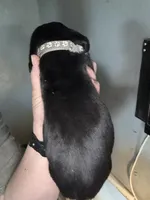 Grey, a female Basset Hound for sale in Blackshear, GA – Photo 2 of 2