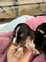 Purple tri, a female Basset Hound for sale in Blackshear, GA – 5 of 9
