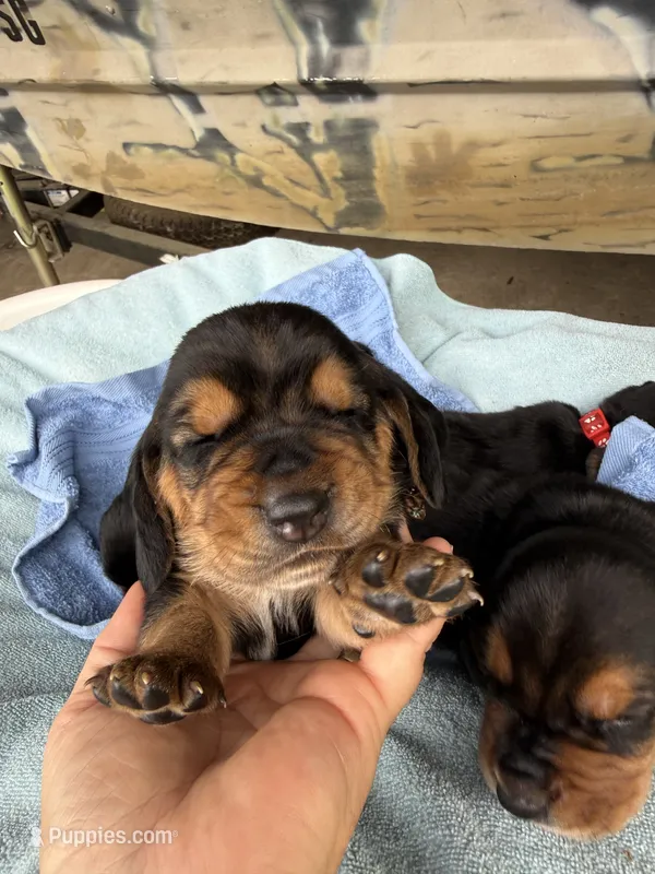 Dark Green Boy – Basset Hound puppy for sale in Blackshear, GA