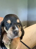 Green male dolly, a male Basset Hound for sale in Blackshear, GA – 2 of 6