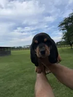 Black male dolly, a male Basset Hound for sale in Blackshear, GA – 4 of 6