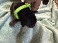 Lime, a male Basset Hound for sale in Blackshear, GA – 7 of 7