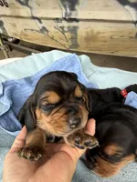 Dark Green Boy, a male Basset Hound for sale in Blackshear, GA – 4 of 7