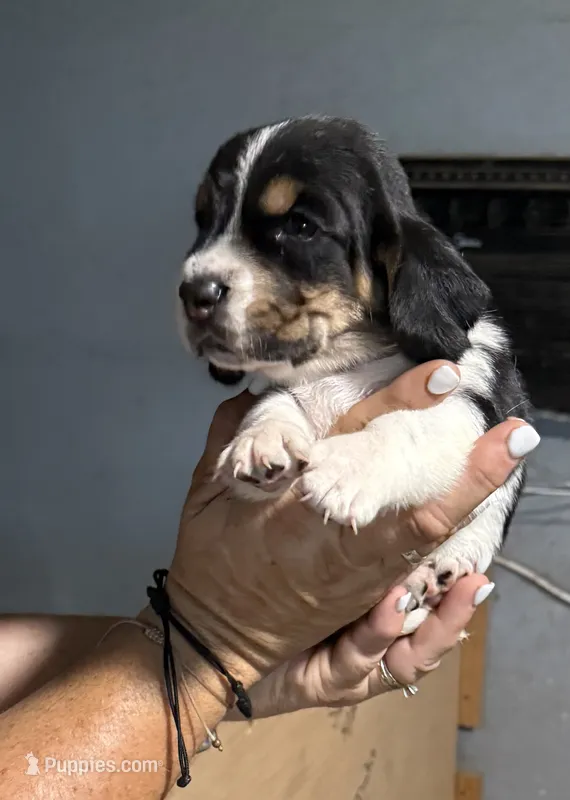 Grey tri – Basset Hound puppy for sale in Blackshear, GA