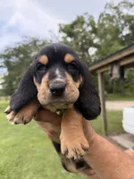 Green male dolly, a male Basset Hound for sale in Blackshear, GA – 4 of 9