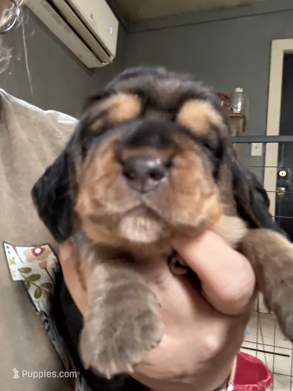 Brown – Basset Hound puppy for sale in Blackshear, GA