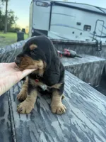 Red , a male Basset Hound for sale in Blackshear, GA – 2 of 7