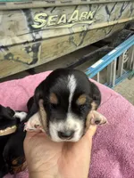 Grey tri, a female Basset Hound for sale in Blackshear, GA – 4 of 7