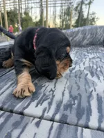 Red , a male Basset Hound for sale in Blackshear, GA – 3 of 7