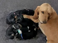 Green, a male Basset Hound for sale in Blackshear, GA – Photo 3 of 7