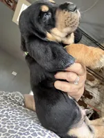 Green, a male Basset Hound for sale in Blackshear, GA – Photo 2 of 7