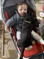 Green, a male Basset Hound for sale in Blackshear, GA – Photo 5 of 7