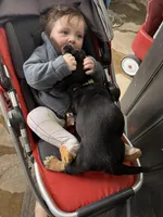 Green, a male Basset Hound for sale in Blackshear, GA – Photo 7 of 7