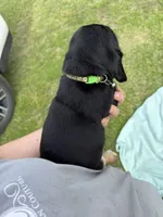 Green, a male Basset Hound for sale in Blackshear, GA – Photo 6 of 7