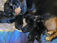 Green male dolly, a male Basset Hound for sale in Blackshear, GA – 9 of 9