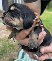 Brown, a male Basset Hound for sale in Blackshear, GA – Photo 1 of 7