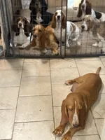 Brown, a male Basset Hound for sale in Blackshear, GA – Photo 6 of 7